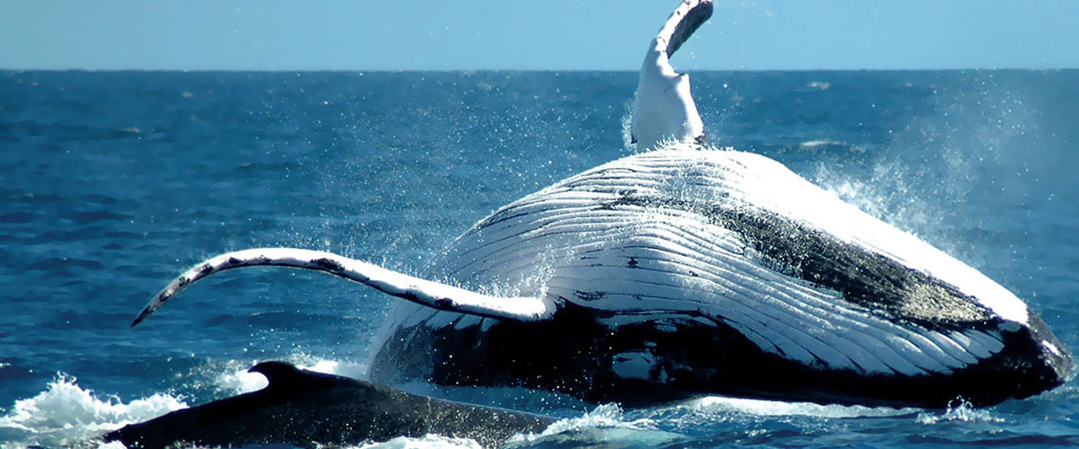 Wieloryby w zatoce Samana, Tropical Sun Tours